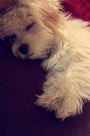 Facts On The Havanese Pup Health Havanesepuppies Havaneserliebe Havanesedogs Havanese Havanese Puppies Havanese Dogs