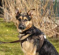 German Shepherd Lab Mix The World S Best Family Dog All Things Dogs All Things Dogs