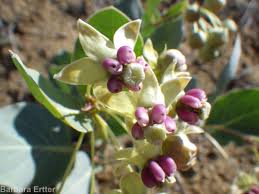 Image result for Cryptolepis obtusa