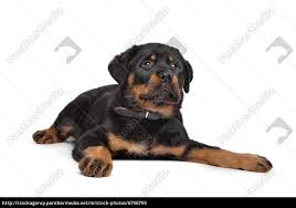 Rottweiler welpe wir sind 8 welpen, die in einem monat auf unsere neuen familien warten. Rottweiler Welpen Lizenzfreies Bild 6706795 Bildagentur Panthermedia
