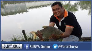Sensasi Memancing Ikan Monster Di Monstero Pond Surya