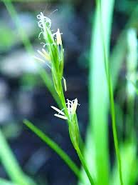 Image result for Carex leptosaccus