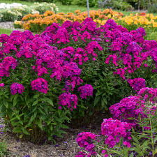 Does phlox make a good pollinator plant? Luminary Ultraviolet Tall Garden Phlox Phlox Paniculata Proven Winners