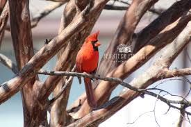 Birds That Look Like Cardinals But Aren T Northern Cardinal Photography Print Cardinal Photo Bird Wall Print Cardinal Art Print Bird Photography Nature Photo Print Bird Photography Photography Print Nature Photos