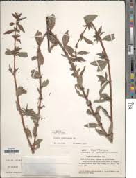 Image result for Hexasepalum sarmentosum