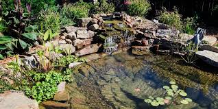 My total cost for this after you install your backyard pond you'll need some fish. Water Garden Ponds Everything Ponds Com
