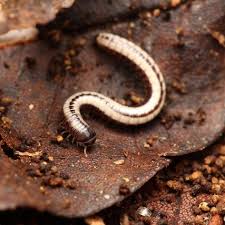 Image result for Sporobolus molleri