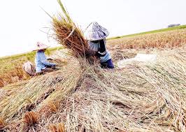 Pemerintah Optimistis Serapan Gabah 2026 Tembus 4 Juta Ton, Perkuat Swasembada Pangan Berkelanjutan