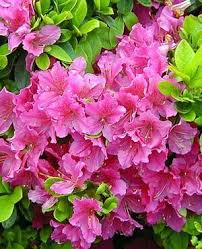 Azalea Azaleas Flower Making Flowers