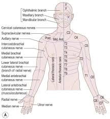 dermatome an overview sciencedirect topics