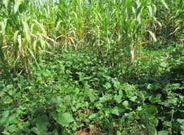 Image result for Lablab