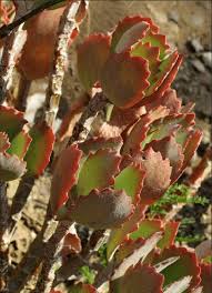 Image result for Kalanchoe brachyloba
