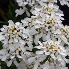 Iberis Sempervirens Snowflake Hardy Candytuft From Midwest Groundcovers