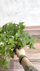 Image result for Oxalis procumbens