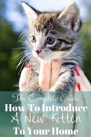How To Introduce A New Kitten To Your Home Kitten Pets Kitten Care