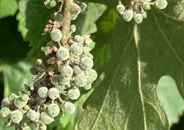 Image result for Metasphaeria diplodiella