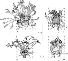 Image result for Viridivia suberosa
