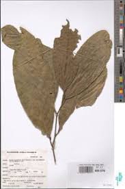 Image result for Necepsia castaneifolia