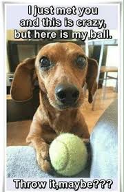 50 Funniest Dachshund Memes