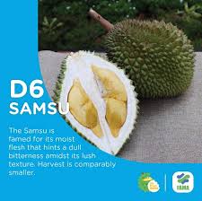 For durian season 2017, the durian plantations in malaysia experienced bad weather leading to lower yields of the fruit. Over 20 Must Try Durians In Malaysia Miri City Sharing