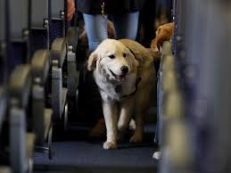 Emotional Support Animals United Airlines Tightens Rules On Flights Emotional Support Animal Emotional Support Dog Service Animal