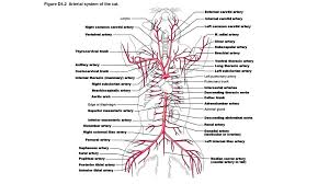 Heart and blood vessel disorders of cats. Figure 32 3a Arteries Of The Head Neck And Brain Ppt Download