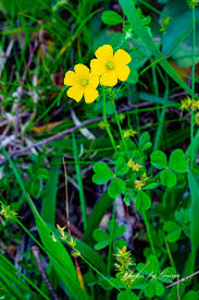 Image result for Oxalidaceae