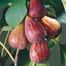 Heartland agricultural services has exclusive listings of michigan fruit farms and farmland for sale including blueberry fields, grape vineyards, apple orchards, peach orchards and many others. Hardy Fruit Trees For Sale