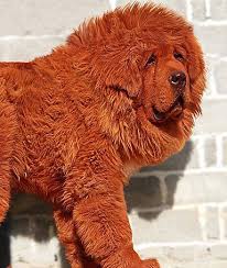 The Most Expensive Dog In The World The Red Tibetan Mastiff Is The Most Expensive Dog In The World This A Tibetan Mastiff Tibetan Mastiff Dog Expensive Dogs