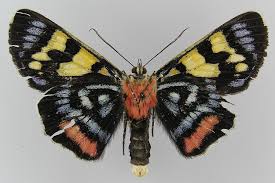 Image result for Agarista