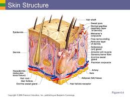 Arteries and veins are types of blood vessels that transport blood around the body. Elaine Marieb Eighth Edition Copyright Pearson Education Inc Publishing As Benjamin Integument Coloring Worksheet Pearson Worksheet K To 12 Learning Module In Math Grade 10 8th Grade Math Formulas Math Riddles With