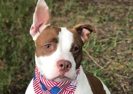 Wesley chapel is located at. Timberlane Pet Hospital Resort Plant City Veterinary Hospital