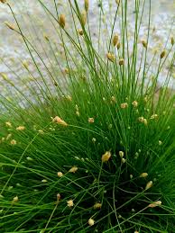 Image result for Fimbristylis