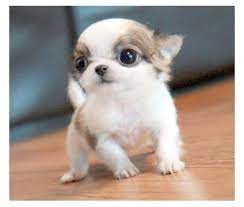 Here are some top hotels and accommodations enjoyed by guests with pets for their. Terrific Puppies For Adoption In Greensboro Nc Repin Teacup Chihuahua Puppies Cute Baby Animals Chihuahua Puppies
