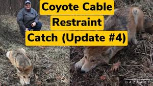 First Coyote in West Virginia Cable Restraint, Trapping Update Four #coyote  #trapping #westvirginia