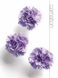 Flower Meanings