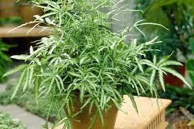 Image result for Pteris burtonii