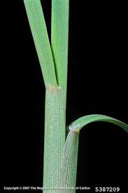 Image result for Cenchrus incertus