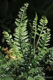 Image result for Asplenium smedsii