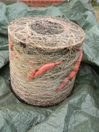 Grow An Endless Supply Of Sweet Potatoes At Home From 1 Store Bought Potato Place 1 Sweet Potato In Growing Sweet Potatoes Potato Gardening Growing Vegetables