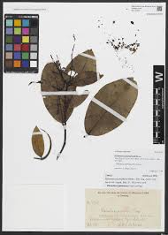 Image result for Englerina schubotziana