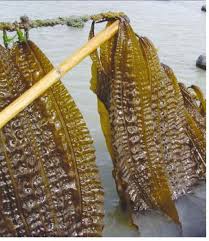 Image result for Isolepis costata