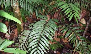 Image result for Cyatheaceae