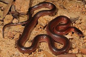 Black And Orange Striped Snake Florida Black Striped Snake Cryptophis Nigrostriata With Images Snake Reptiles Lizard