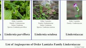 Image result for Linderniaceae