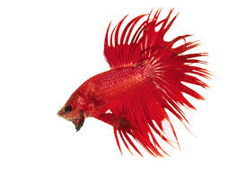 I started photographing betta fish in the middle of 2015 and continued until now. Facts About Betta Fish Petmd