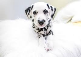 Come to daily puppy for your fix of furbaby angelfaces. He S Cute And He Nose It Adorable Dalmatian Puppy Has Heart Shaped Nose Caters News Agency