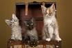 LaPerm Cat Breeders in the United States | Available ...