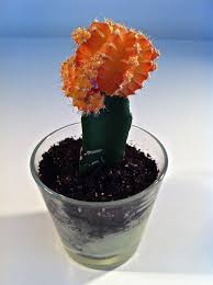 Moon cacti are native to arid desert regions, so they don't need to be watered very often. A Spring Moon Landing Flashbracket