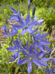 Check spelling or type a new query. Create A Year Round Native Garden